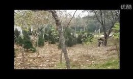 国产真实野战在线视频