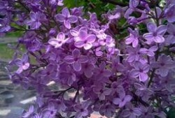 国产丁香网,探索中医药文化的瑰宝与传承