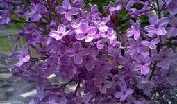 国产丁香网,探索中医药文化的瑰宝与传承