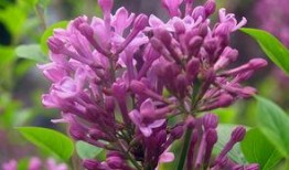 国产丁香网,探索中医药文化的瑰宝与传承