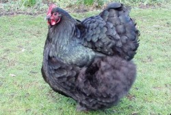 国产插鸡,创新科技引领农业现代化新篇章