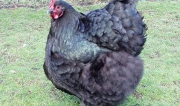 国产插鸡,创新科技引领农业现代化新篇章