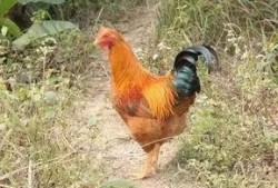 国产老鸡露脸视频,揭秘神秘幕后故事