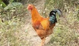 国产老鸡露脸视频,揭秘神秘幕后故事