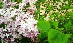 国产丁香网,探索中医药文化的瑰宝与传承