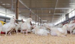 国产插鸡,创新科技引领农业现代化新篇章